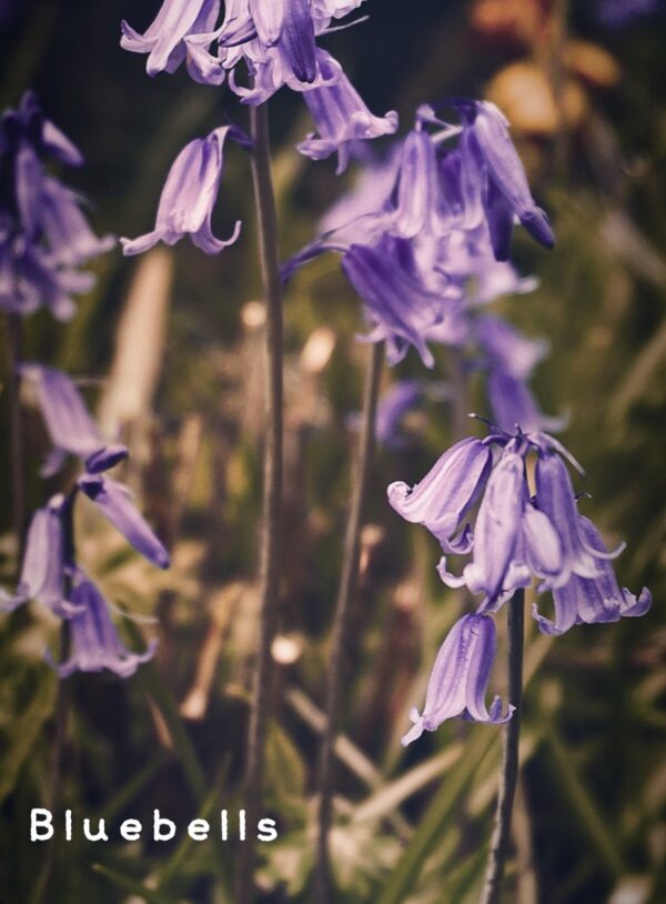 春到来 イギリスの花を楽しもう London Kirari Project
